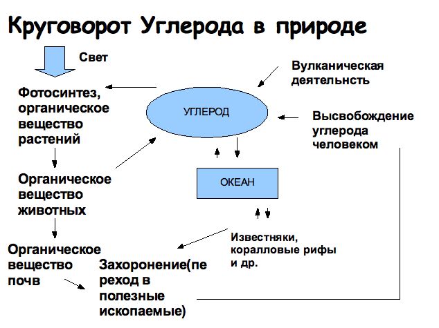 Составьте пояснительный текст к схеме с описанием круговорота углерода