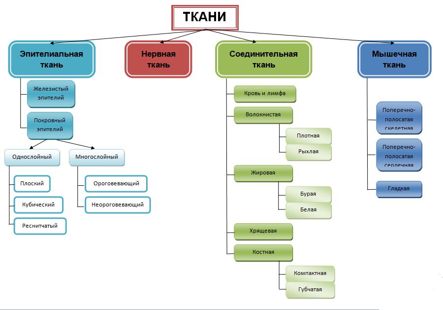 Ткани схема биология