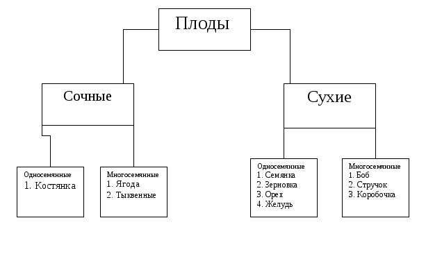 Схема классификации плодов 6 класс биология