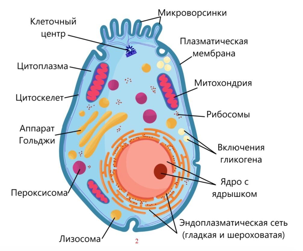 Строение клетки эукариот схема