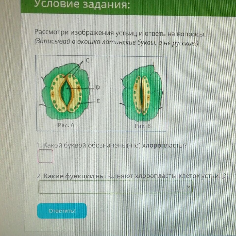 Какими буквами обозначены изображения. Устьице это в биологии 6 класс. Отверстие устьица. Изображения устьиц. Какой буквой обозначено отверстие устьица.