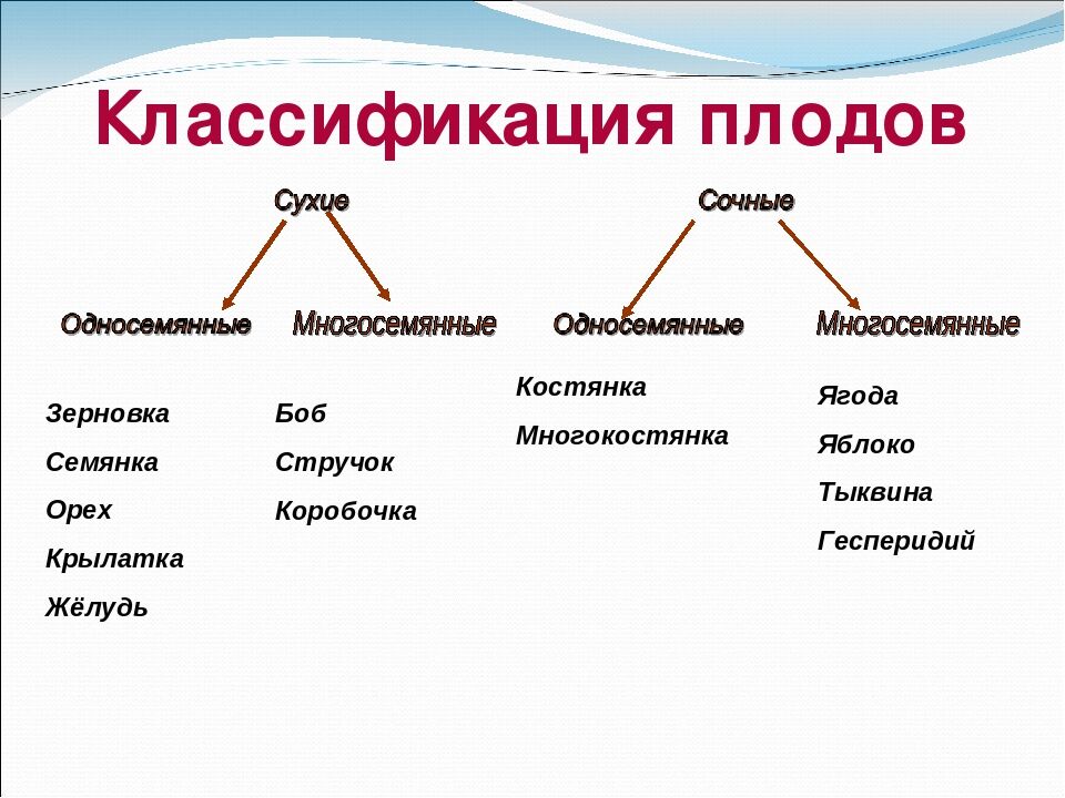 Составить схему классификации плодов 6 класс биология