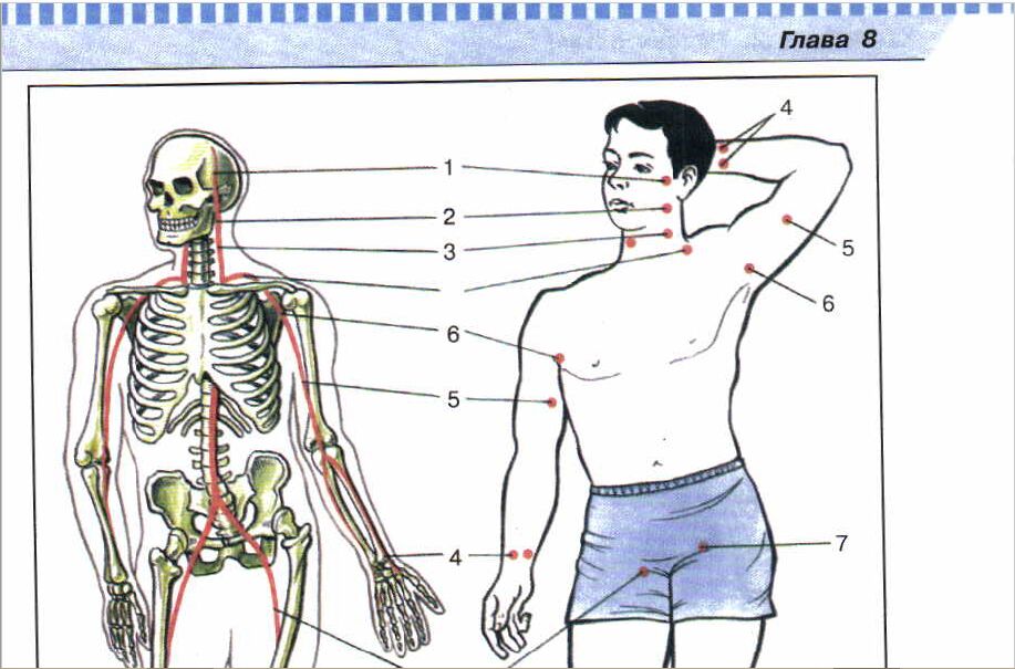 7 точка. Точки пальцевого прижатия артерий. Точки пальцевого прижатия артерий для остановки кровотечения. Схема точек пальцевого прижатия. Точки прижатия артерий схема.