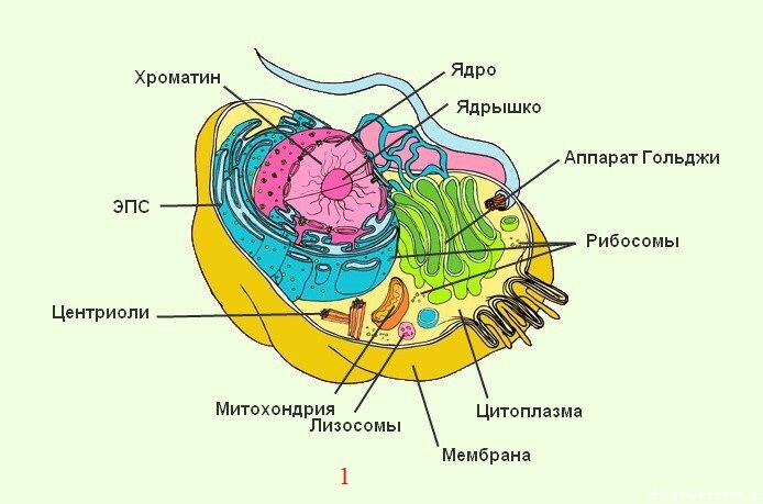 Изображение органоидов клетки