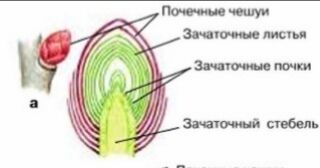 Чем отличаются генеративные почки от вегетативных. Вегетативная почка. Почечные чешуи зачаточный стебель зачаточные листочки.