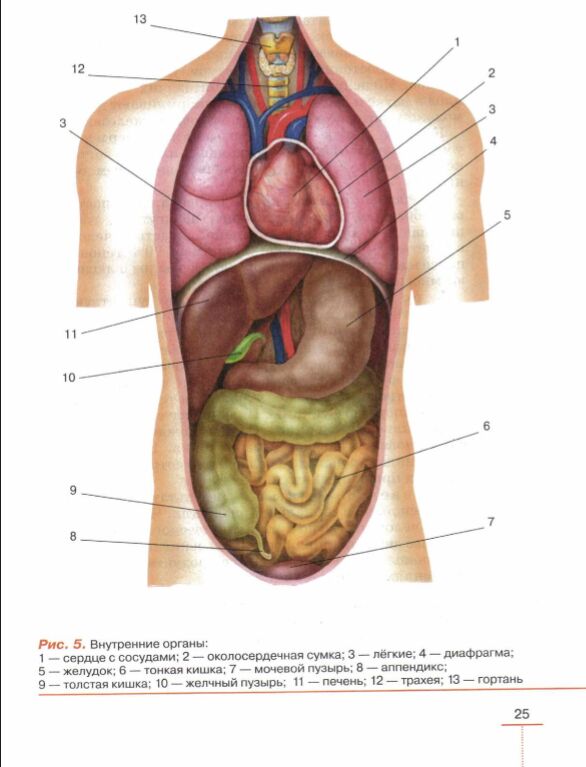 Схему внутренних органов человека